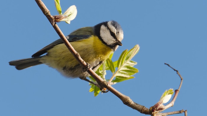 Typische Gartenvögel wie Kohl- und Blaumeise sind auf kleine Höhlungen als Nistplatz angewiesen.