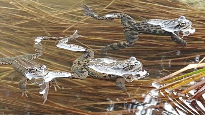 Ein Gartenteich kann ein idealer Lebensraum für Frösche sein