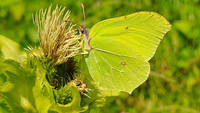 Zitronenfalter gehören zu den Frühstartern bei den Schmetterlingen.
