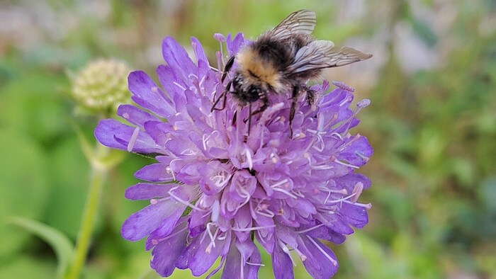 Bienen werden ab dem Frühjahr aktiv, sobald die Temperaturen regelmäßig über 12 Grad steigen.