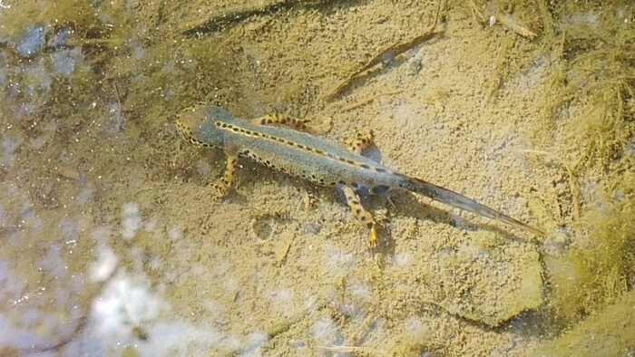 Auch Molche fühlen sich im Gartenteich wohl.