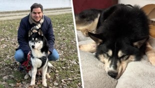 Rechtsanwalt Sascha Flatz besuchte „Buba“. Der Husky erholt sich nach und nach von den ...