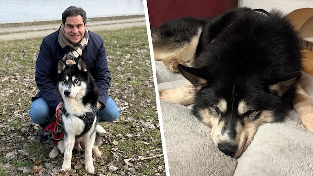 Rechtsanwalt Sascha Flatz besuchte „Buba“. Der Husky erholt sich nach und nach von den ...