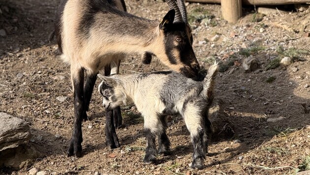 Derzeit kuschelt das weibliche Kitz viel mit Mama „Milly“.