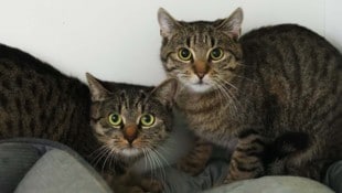 Susi und Lissi sind Schwestern.