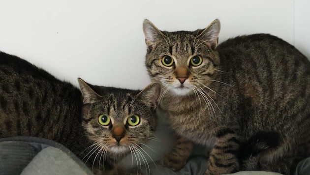 Susi und Lissi sind Schwestern.