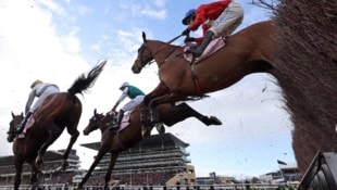 Ein preisgekröntes Rennpferd wurde in der Türkei verkocht und Gästen aufgetischt. (Symbolbild)