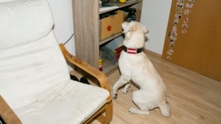 Mathis Fotografie Hat Daya etwas aufgespürt, macht sie Platz und blickt auf den Fundort.