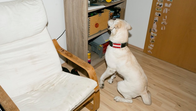 Hat Daya etwas aufgespürt, macht sie Platz und blickt auf den Fundort.