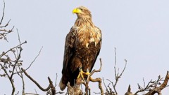 Ein 15 Jahre alter Seeadler ist wieder gesichtet worden in Österreich. 