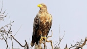 Ein 15 Jahre alter Seeadler ist wieder gesichtet worden in Österreich. 