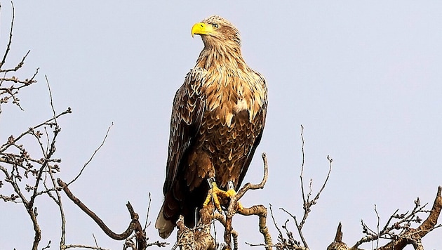 Ein 15 Jahre alter Seeadler ist wieder gesichtet worden in Österreich.
