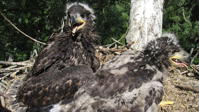 Seeadler „Nestor“ brütet derzeit im Bezirk Neusiedl im Burgenland.