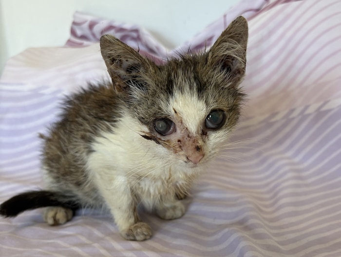 Die armen Katzenbabys sind in teils erbärmlichstem Zustand. Das hier ist noch eines der Bilder, ...