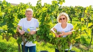 Franz Pichler mit Ehefrau Andrea: Zuerst „Wein-Eigenversuche“, nun wurde der Weinbaubetrieb Hahn ...