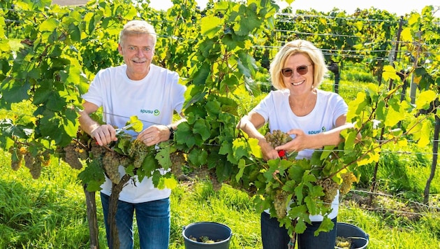 Franz Pichler mit Ehefrau Andrea: Zuerst „Wein-Eigenversuche“, nun wurde der Weinbaubetrieb Hahn ...