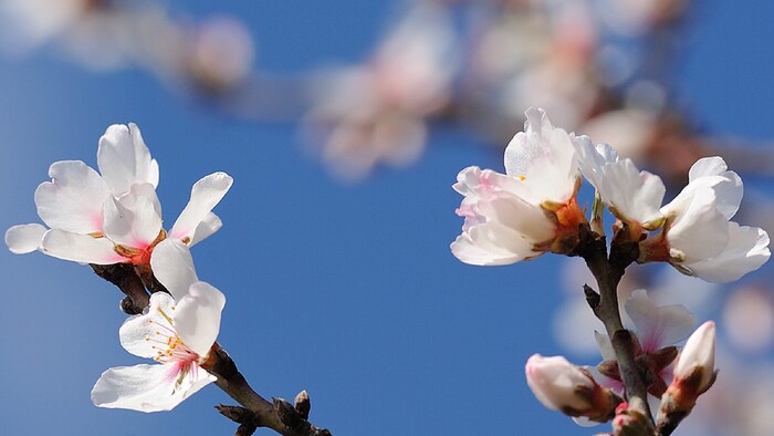 Die Marillenblüte läutet im März die Sommersaison ein in der Wachau. Doch auch im Winter und ...