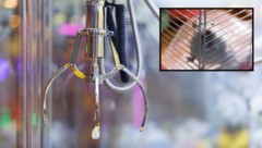 In einer Spielhalle in China wurden lebende Hamster in Greifautomaten angeboten.