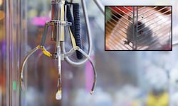 In einer Spielhalle in China wurden lebende Hamster in Greifautomaten angeboten.