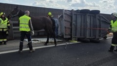 Die Tiere überstanden den Unfall ohne Verletzungen.