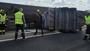 Die Tiere überstanden den Unfall ohne Verletzungen.