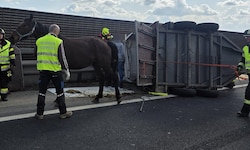 Die Tiere überstanden den Unfall ohne Verletzungen.