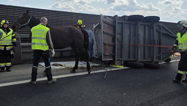 Die Tiere überstanden den Unfall ohne Verletzungen.