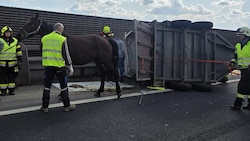 Die Tiere überstanden den Unfall ohne Verletzungen.