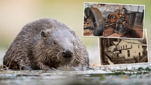 1898 ging die Turbine des Wechselstromkraftwerks im Kamptal bei Zwettl in Betrieb. Erst vor rund ...