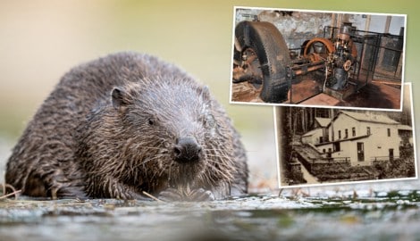 1898 ging die Turbine des Wechselstromkraftwerks im Kamptal bei Zwettl in Betrieb. Erst vor rund ...