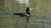 Der Wasservogel Kormoran soll laut mehreren EU-Ländern außerhalb der Brutzeiten gejagt werden ...