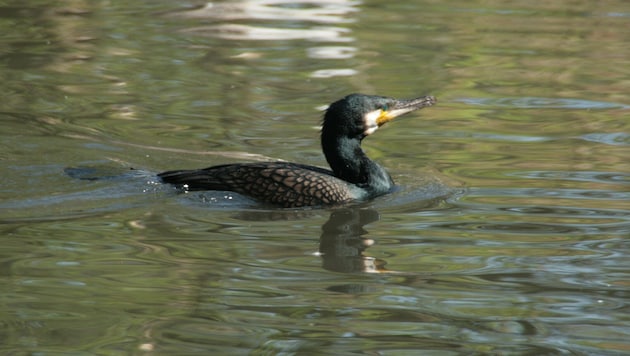 Der Wasservogel Kormoran soll laut mehreren EU-Ländern außerhalb der Brutzeiten gejagt werden ...