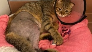 Die Folgen eines Sturzes aus mittlerer Höhe. Das TierQuarTier Wien versorgt solche Fälle ...