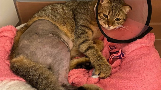 Die Folgen eines Sturzes aus mittlerer Höhe. Das TierQuarTier Wien versorgt solche Fälle ...