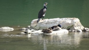 Arnulf Aichholzer Sepp Straka traf bei der Players Championship im TPC Sawgrass am letzten Loch einen Kormoran.