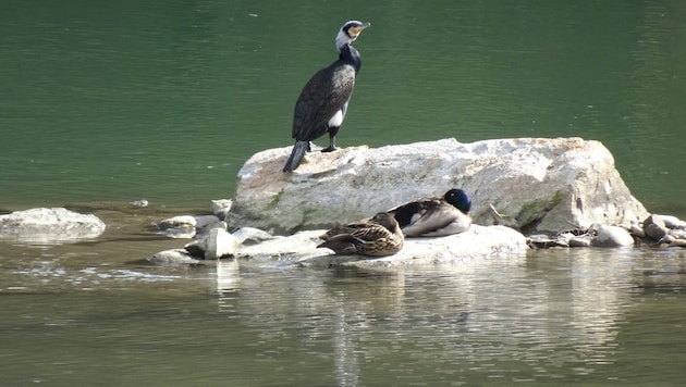 Sepp Straka traf bei der Players Championship im TPC Sawgrass am letzten Loch einen Kormoran.
