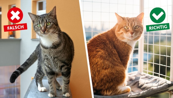 Ungesicherte Brüstung, gesicherter Balkon – der Unterschied kann für eine Katze über Leben und ...