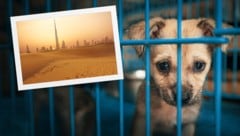 Zahlreiche Influencer und Auswanderer kehren der Wüstenmetropole aus Angst vor Raketenangriffen ...