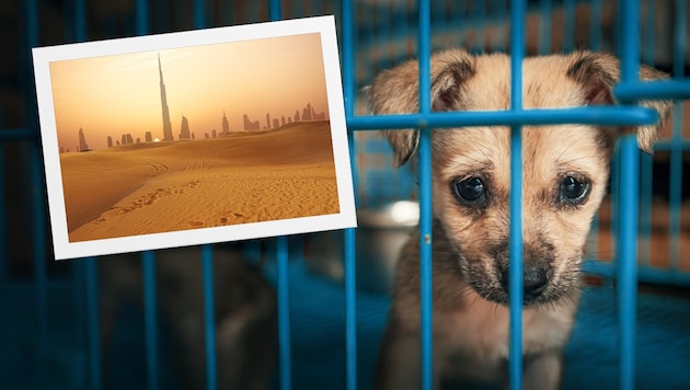 Zahlreiche Influencer und Auswanderer kehren der Wüstenmetropole aus Angst vor Raketenangriffen ...