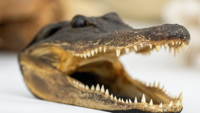 Diese ausgestopften und lebendigen Tiere hat das Zollamt im Vorjahr beschlagnahmt.