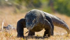 Das Zollamt hat im Vorjahr 55 lebende Tiere beschlagnahmt, darunter mehrere Warane (Symbolbild).