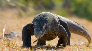 Das Zollamt hat im Vorjahr 55 lebende Tiere beschlagnahmt, darunter mehrere Warane (Symbolbild).