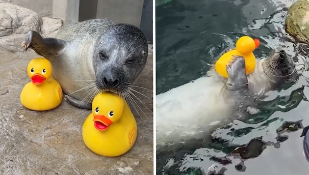 „Reggae“ und sein Spielzeug sind unzertrennlich.