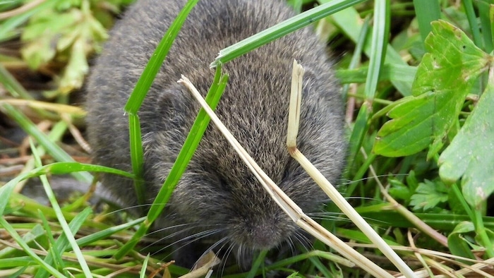 Bei der Ährenmaus arbeiten mehrere Tiere gemeinsam an einem großen Hügel, der gleichzeitig als ...