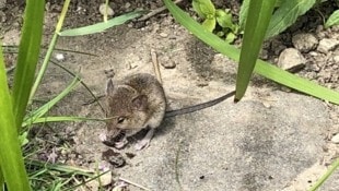 Wühlmäuse: Einzeln ganz niedlich, können sie bei massenhaftem Auftreten ganze Landstriche kahl ...