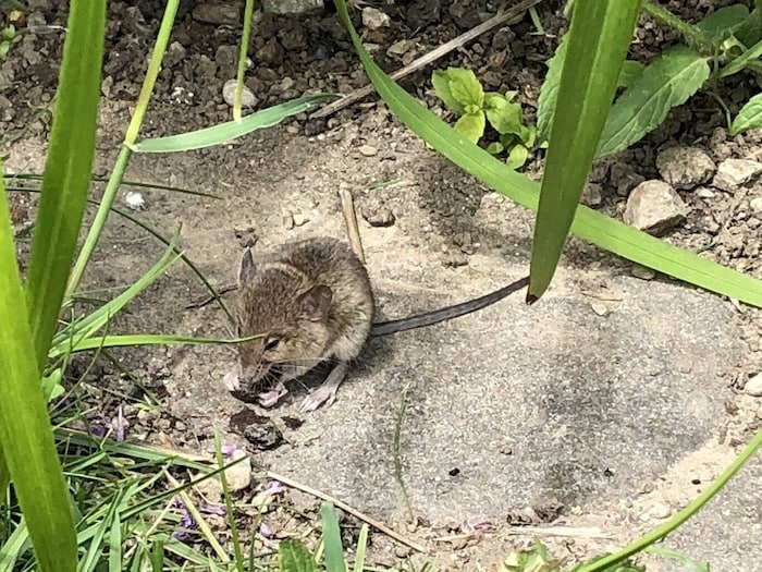 Wühlmaushügel sind meist flacher, länglicher und insgesamt unregelmäßiger geformt. Die in den ...