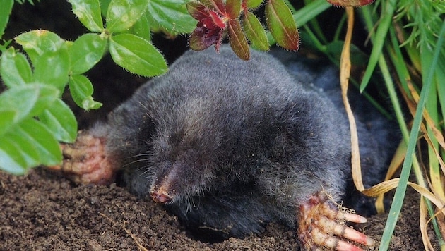 Die Hügel des Maulwurfs sind meist hoch und sehr gleichmäßig und bestehen aus feiner Erde. Sie ...