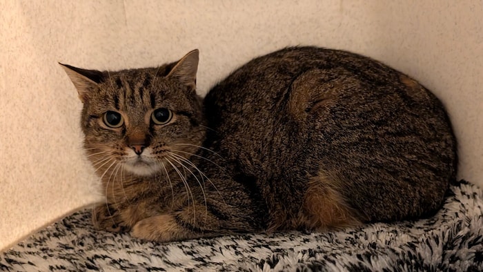 Kann jemand Senta helfen?