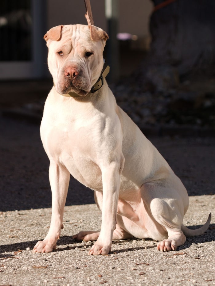 Dutch hat leider alles verloren.