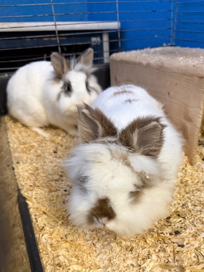 Diese Schwestern hoffen auf gemeinsames Glück.